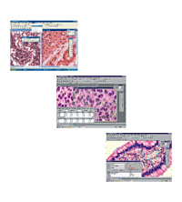 NOVEL      江南永新    ScopeImage Analysis        图像分析软件