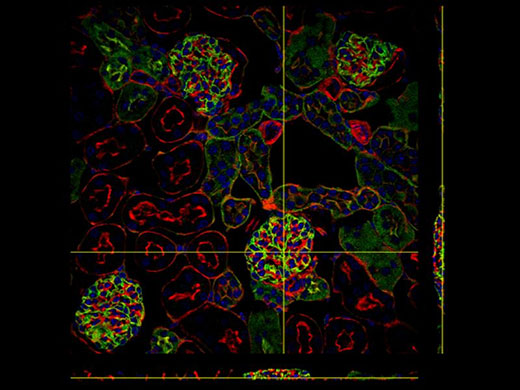 *Kidney Section Slide (Blue: DAPI, Green: WGA, Red: Phalloidin)