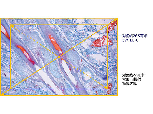 生命科学应用图像